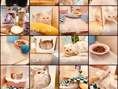 -momokira米努特·德文卷毛猫·棉花面纱犬