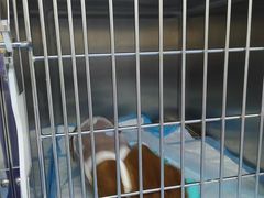 -恒幸动物医院·急重症转诊中心·神经内外科·CT核磁