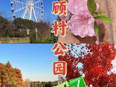 -顾村公园