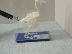 -青藏高原自然博物馆