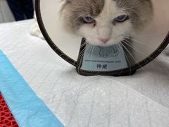 -喜多萌中农锦绣动物医院24H·猫科·牙科MRI·CT