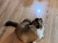 -白兔子密室(长寿路店)