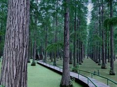 -渌洋湖湿地公园