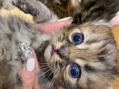 -猫亿天猫咖