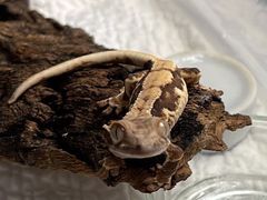 -酷以爬仙阁实体爬宠店·守宫·蜥蜴·专业繁育