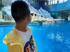 -帝企鹅自助餐厅•儿童岛•真企鹅(长隆企鹅酒店)