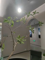 点击看大图 -大树儿童摄影