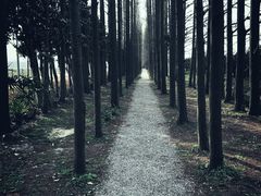 -上海长兴岛郊野公园