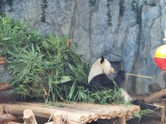 -深圳野生动物园