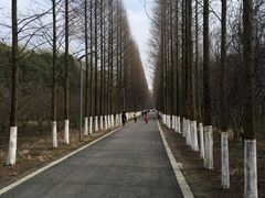 -昆山城市生态森林公园