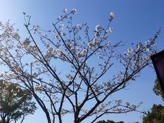 -金沙湖公园