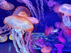 -上海海昌海洋公园