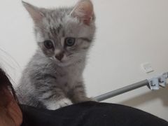 -萌兽医馆·犬猫专科·眼科中心·宠物医院(朝阳门分院)