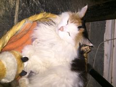 iphone_upload_pic-Anne猫窝咖啡屋