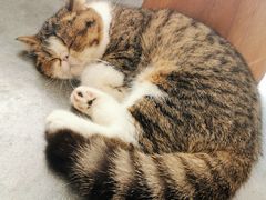 -瞄一喵猫咖(格力海岸店)