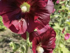 -永定河休闲森林公园