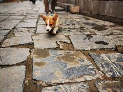 -合肥滨湖国家森林公园