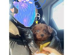 -爱诺动物医院(崂山店)