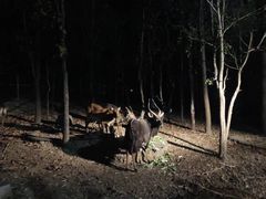 -清迈夜间动物园