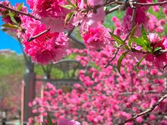 -桃花堤公园