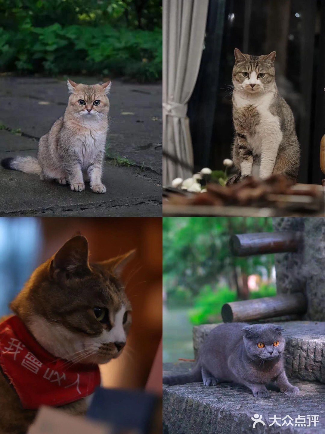 不用去巨猫岛｜杭州西溪湿地里就有萌宠天堂