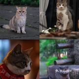不用去巨猫岛｜杭州西溪湿地里就有萌宠天堂