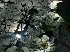 植物园-芽庄珍珠岛游乐园