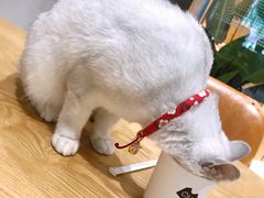 -藏猫猫咖啡主题馆(中央大道店)
