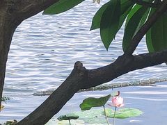 -映月湖公园