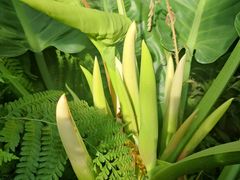 -国家植物园南园