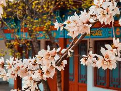 -桃花堤公园