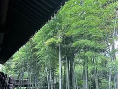 -大唐贡茶院