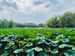 -三忘湖 SWANSEEN(柳荫公园店)