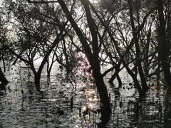 -宝安西湾红树林湿地公园