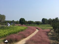 -杭州湾海上花田景区