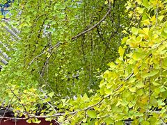 -少林寺欢喜地素斋馆