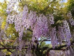 -嘉定紫藤园