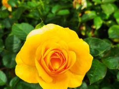 -人民公园(罗湖区)