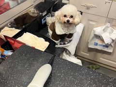 -宠小格时尚宠物生活馆(唐镇店)