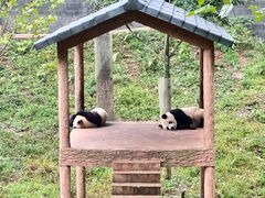 -中国大熊猫保护研究中心雅安碧峰峡基地