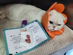 -瑞派福兴宠物医院犬猫全科·骨科·中西医结合(河东店)