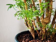 -合肥市裕丰花鸟虫鱼市场-F区