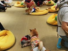 -逗柴咖啡屋·狗咖猫咖宠物桌游