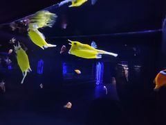 -大连圣亚海洋世界