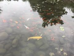 -白马涧龙池景区
