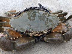 -碧海金沙