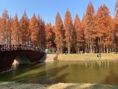 -黄海国家森林公园