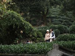 -十八棵（老龙井）御茶园(老龙井店)