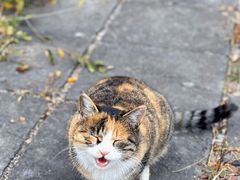 -八达岭长城