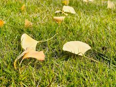 -重庆市江北嘴中央商务区中央公园